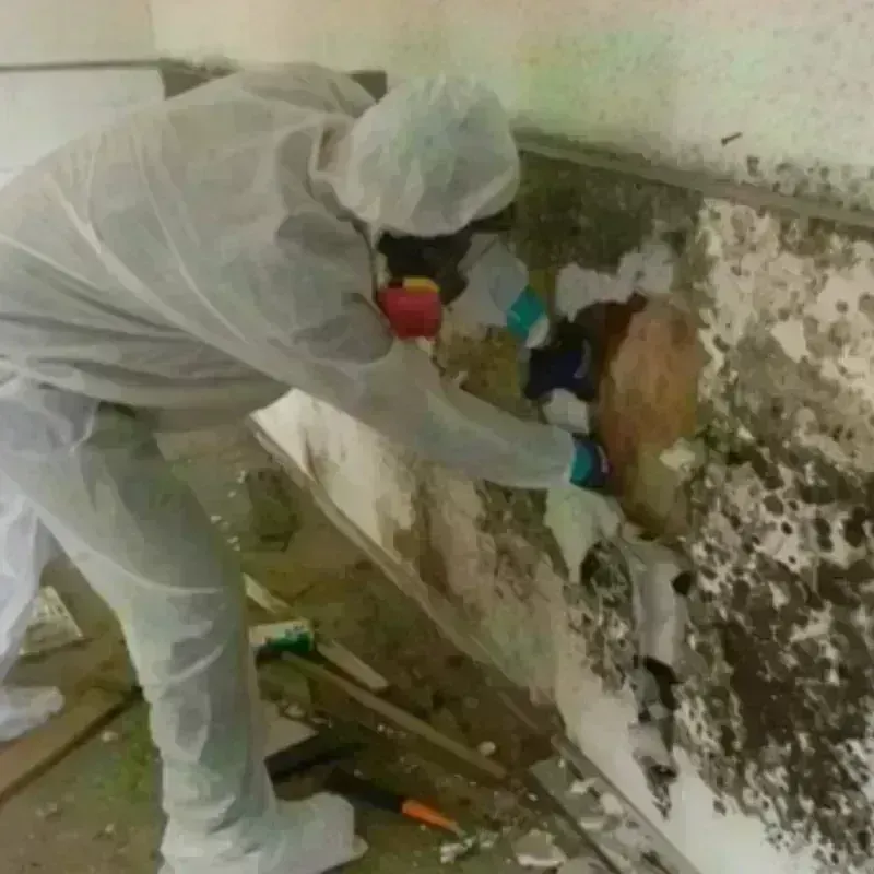 Mold Remediation and Removal in Braintree, MA